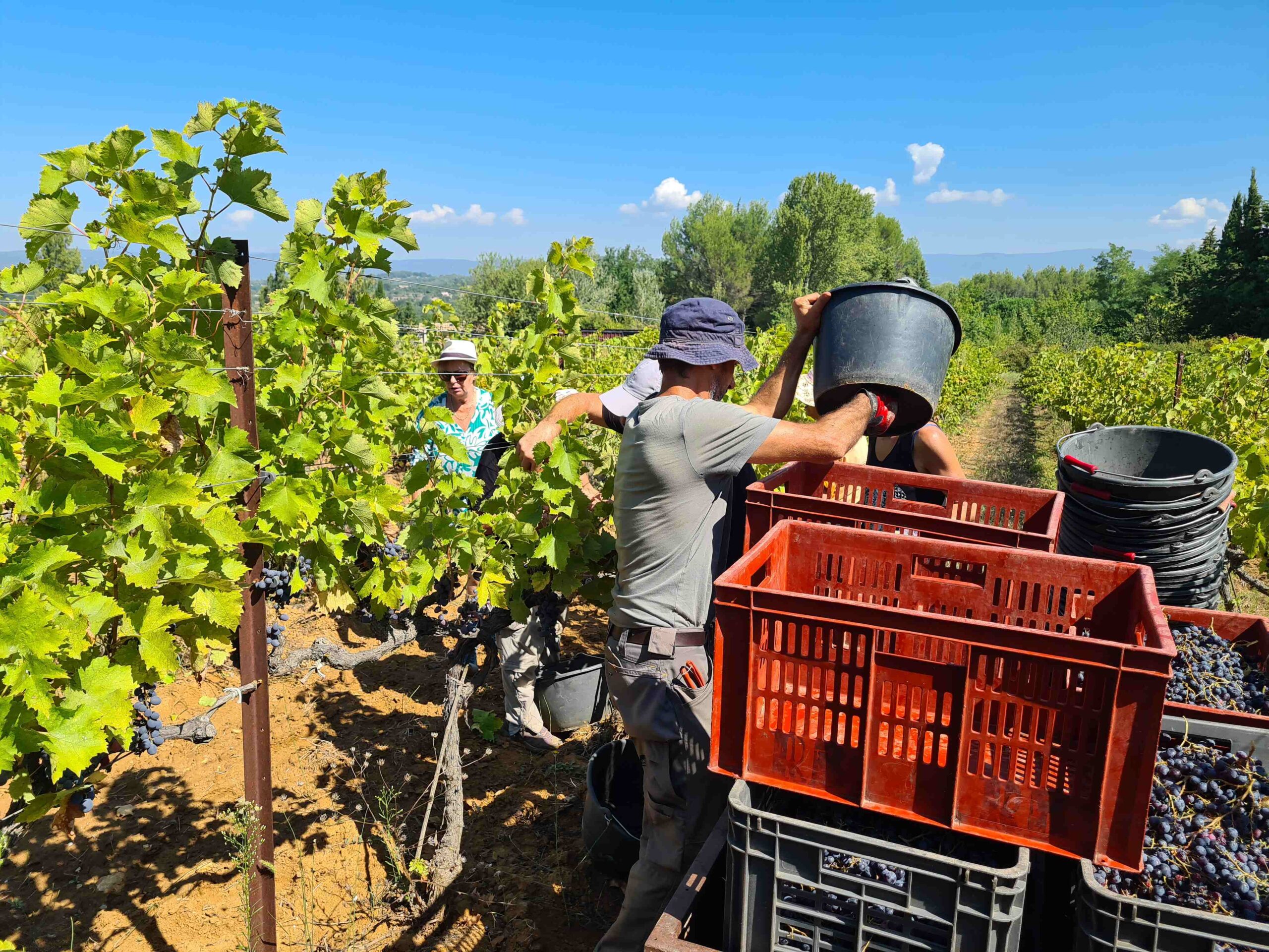 De belles grappes récoltées lors des vendanges en Luberon