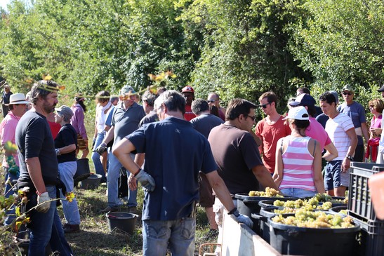 vendanges du viognier du Luberon