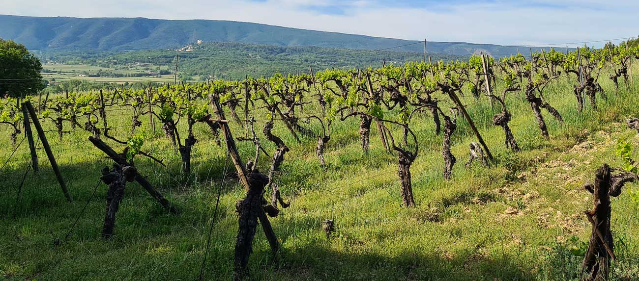 grenaches face au château de Lacoste et au Luberon